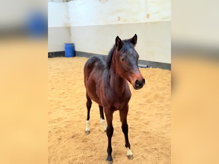 Hannoveraan Merrie 1 Jaar Zwartbruin in Didderse