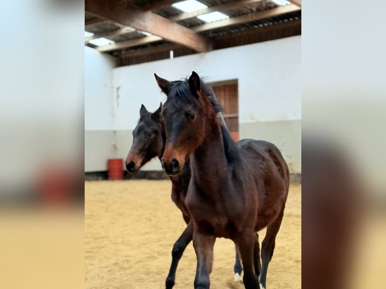 Hannoveraan Merrie 1 Jaar Zwartbruin in Didderse