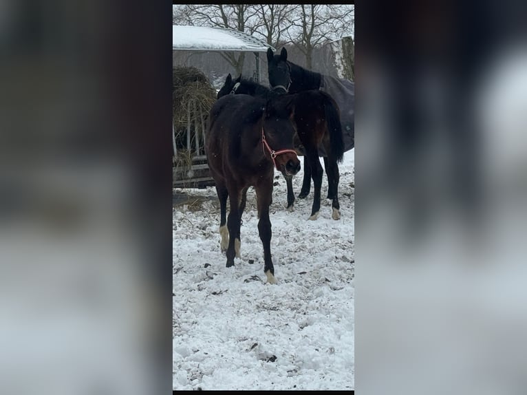Hannoveraan Merrie 1 Jaar Zwartbruin in Didderse