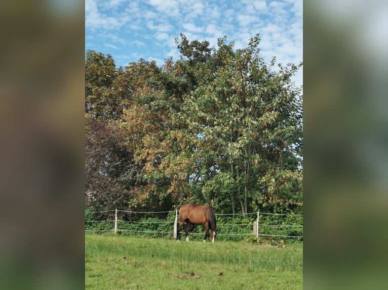 Hannoveraan Merrie 20 Jaar 163 cm Bruin in Hage