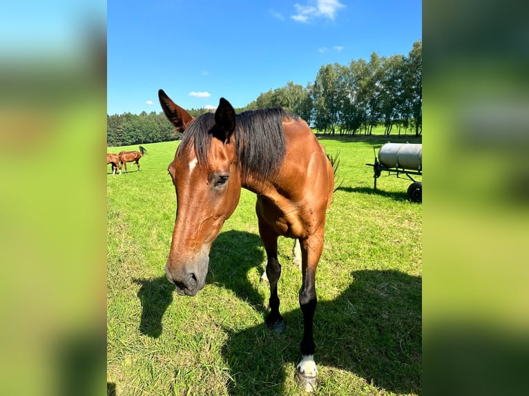 Hannoveraan Merrie 20 Jaar 165 cm Bruin in Etzean