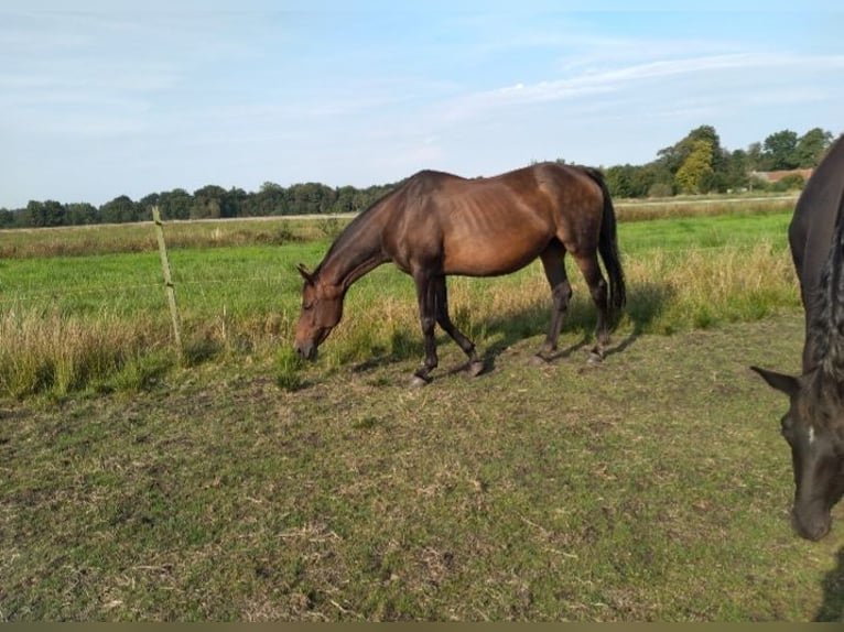 Hannoveraan Merrie 20 Jaar 165 cm Bruin in Wingst