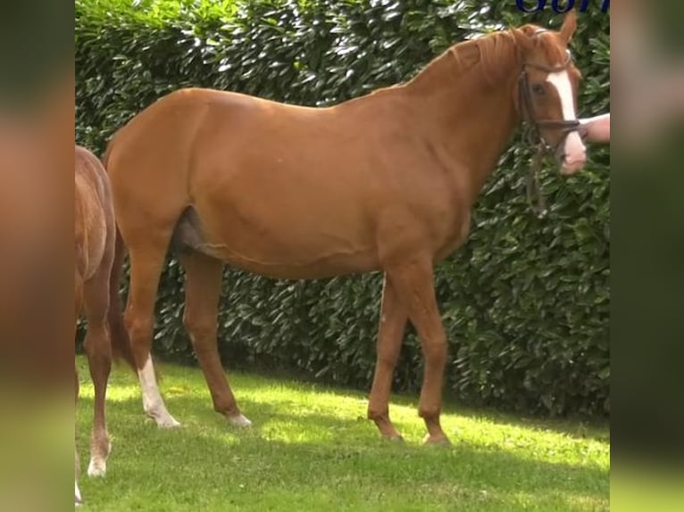 Hannoveraan Merrie 20 Jaar 165 cm Vos in Bösel