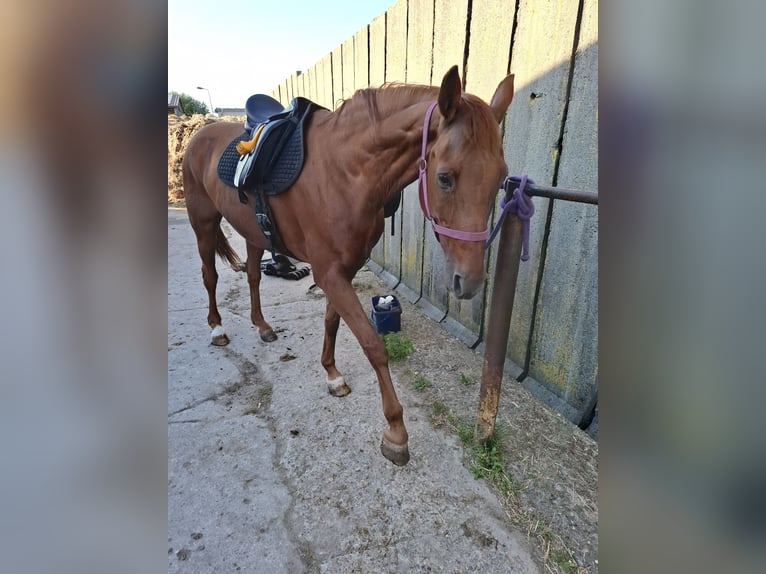 Hannoveraan Merrie 20 Jaar 166 cm Vos in Lutherstadt Wittenberg