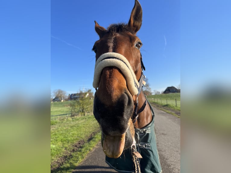 Hannoveraan Merrie 20 Jaar 167 cm Bruin in Achim