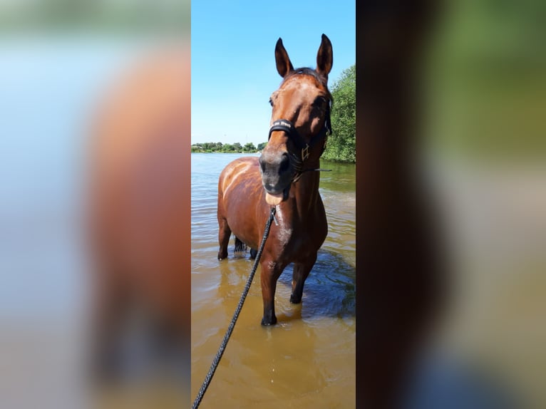 Hannoveraan Merrie 20 Jaar 167 cm Bruin in Achim