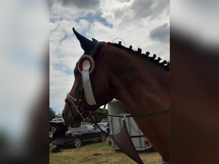 Hannoveraan Merrie 20 Jaar 167 cm Bruin in Achim