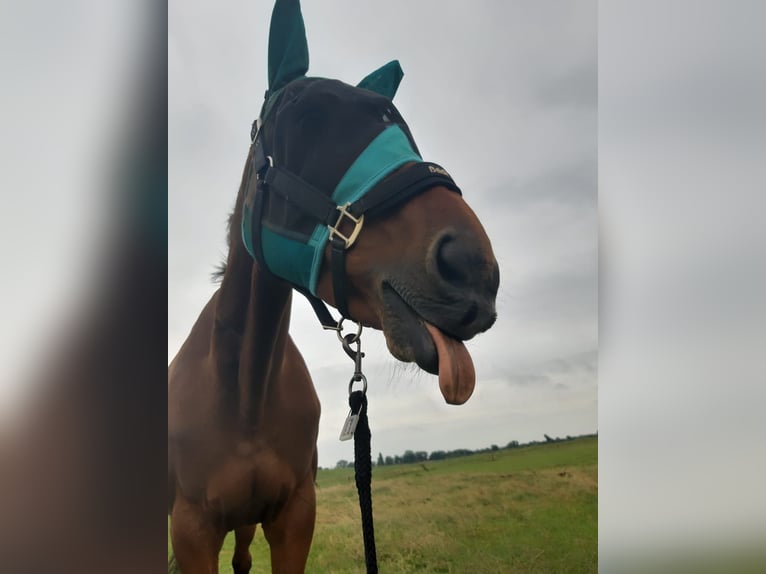 Hannoveraan Merrie 20 Jaar 167 cm Bruin in Achim