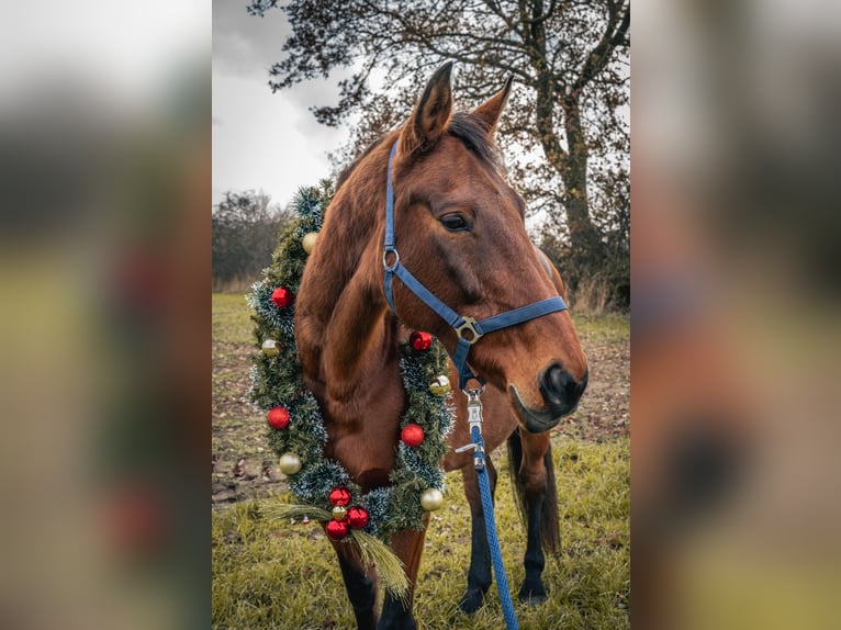 Hannoveraan Merrie 20 Jaar 167 cm Bruin in Achim