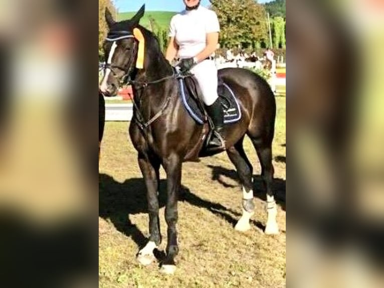 Hannoveraan Merrie 20 Jaar 168 cm Bruin in Meckenbeuren