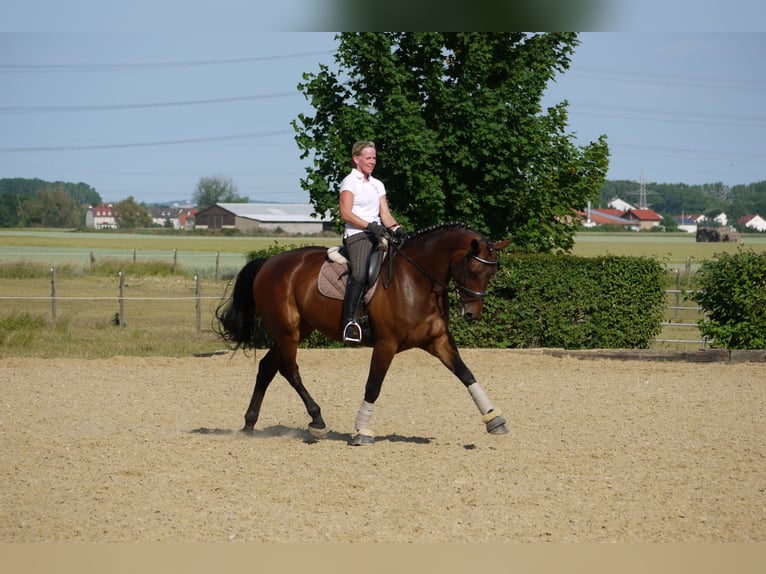 Hannoveraan Merrie 20 Jaar 168 cm Bruin in K&#xFC;hrstedt/Geestland