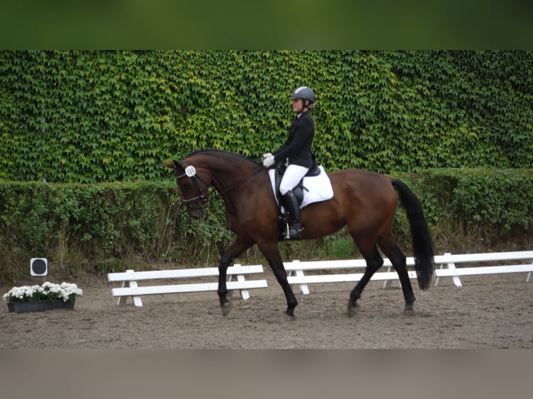 Hannoveraan Merrie 20 Jaar 168 cm Bruin in K&#xFC;hrstedt/Geestland