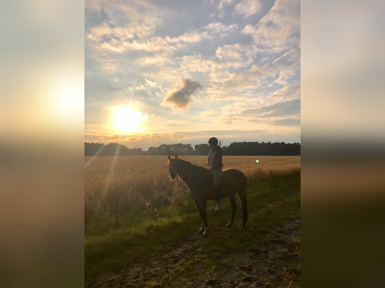 Hannoveraan Merrie 20 Jaar 168 cm Donkere-vos in Südbrookmerland Victorbur