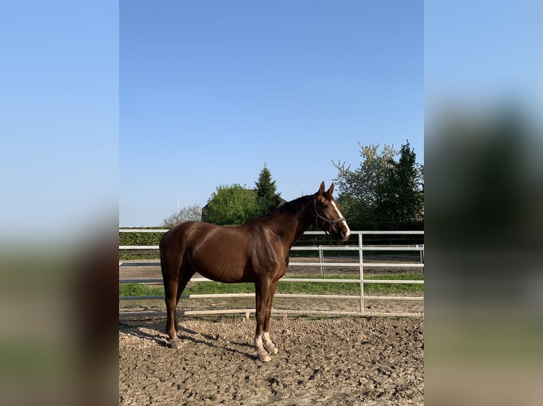 Hannoveraan Merrie 20 Jaar 168 cm Donkere-vos in Südbrookmerland Victorbur
