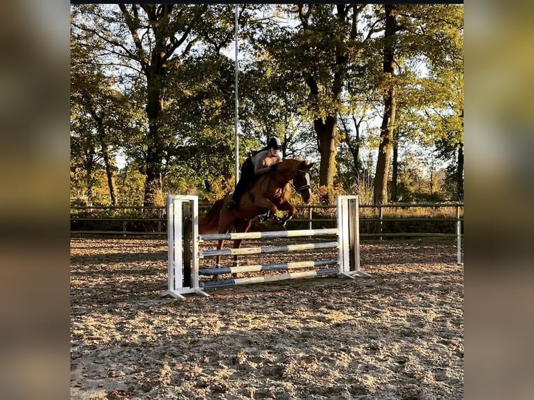 Hannoveraan Merrie 20 Jaar 168 cm Vos in Leer (Ostfriesland)