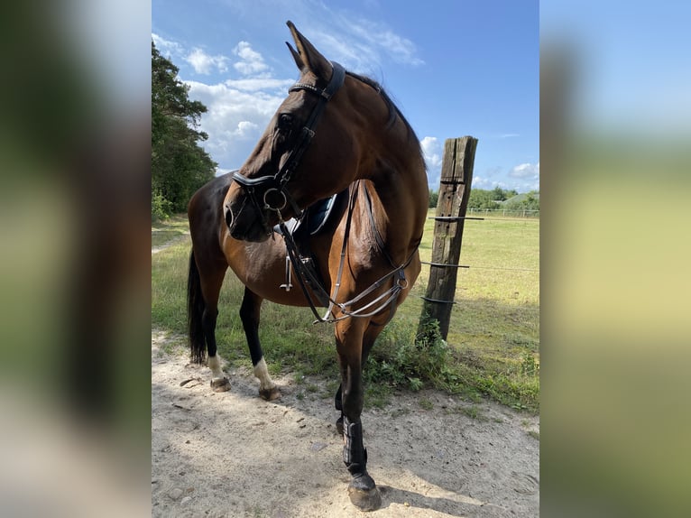 Hannoveraan Merrie 20 Jaar 169 cm Bruin in Uelzen