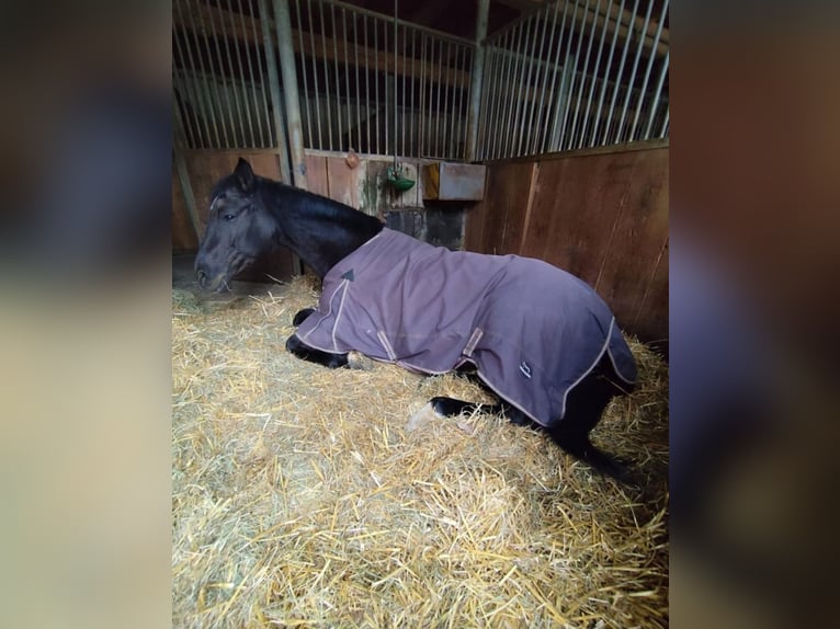 Hannoveraan Merrie 20 Jaar 170 cm Zwart in Amstetten