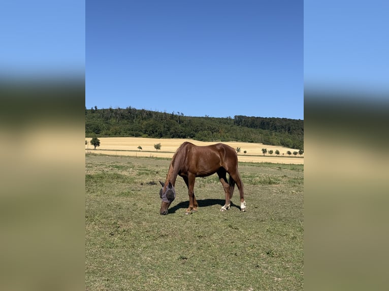 Hannoveraan Merrie 21 Jaar 158 cm Vos in Worbis