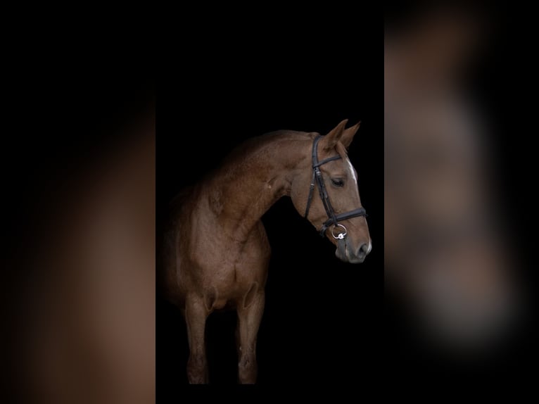 Hannoveraan Merrie 21 Jaar 164 cm Vos in Meisdorf