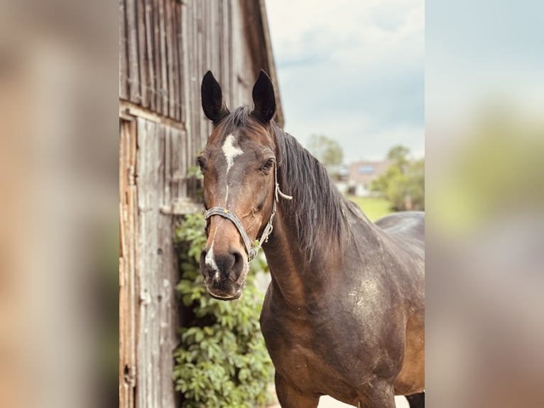 Hannoveraan Merrie 21 Jaar 170 cm Donkerbruin in Eschbronn Hannoveraan Merrie 21 Jaar 170 cm Donkerbruin in Eschbronn