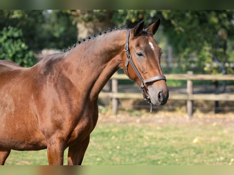 Hannoveraan Merrie 21 Jaar Bruin in Heerde