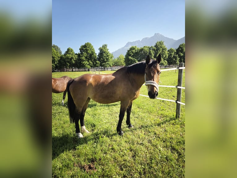 Hannoveraan Merrie 21 Jaar Donkerbruin in Reutte