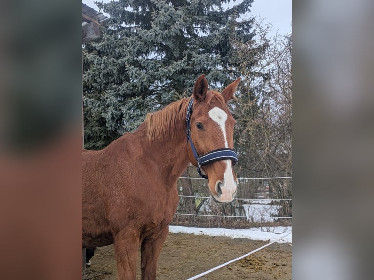 Hannoveraan Merrie 22 Jaar 162 cm Vos in Treuen