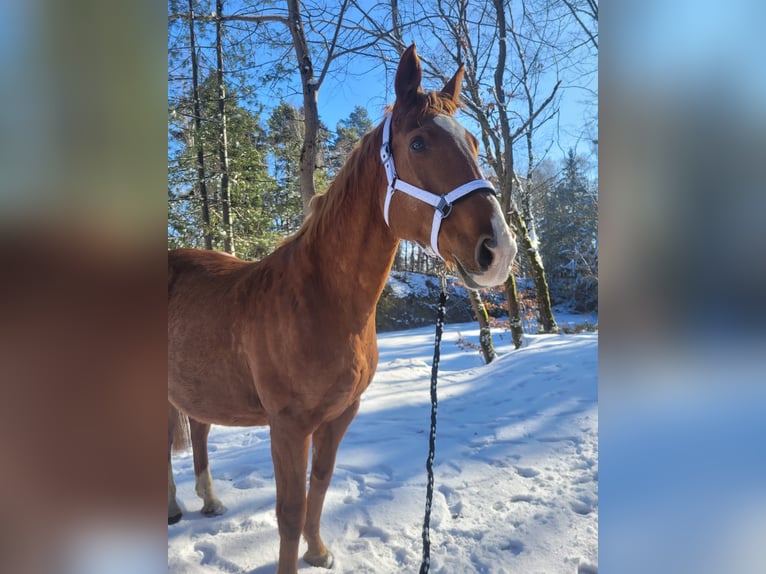 Hannoveraan Merrie 22 Jaar 162 cm Vos in Treuen