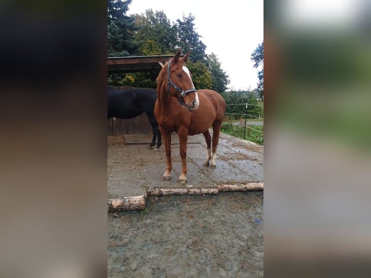 Hannoveraan Merrie 22 Jaar 162 cm Vos in Treuen