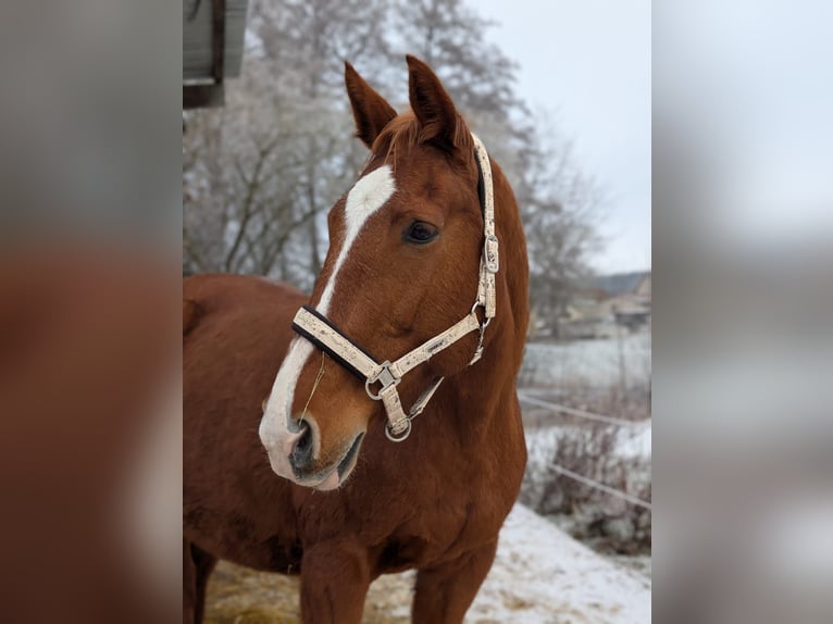 Hannoveraan Merrie 22 Jaar 162 cm Vos in Treuen