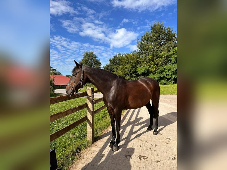 Hannoveraan Merrie 22 Jaar 164 cm Donkerbruin in Balve