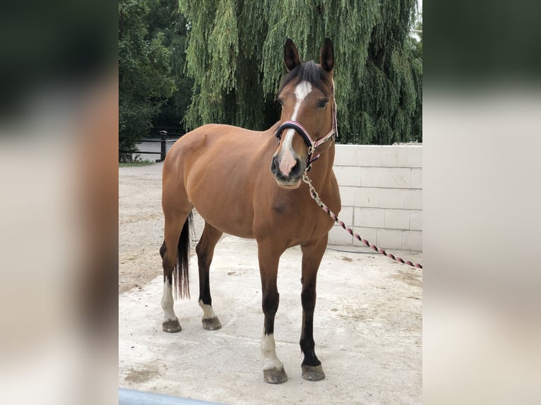 Hannoveraan Merrie 23 Jaar 162 cm Bruin in Mainz-Kostheim