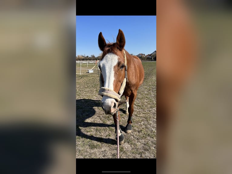 Hannoveraan Merrie 23 Jaar 162 cm Vos in Riedstadt