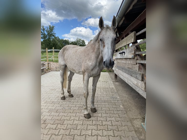Hannoveraan Merrie 24 Jaar 170 cm Schimmel in HechingenHechingen