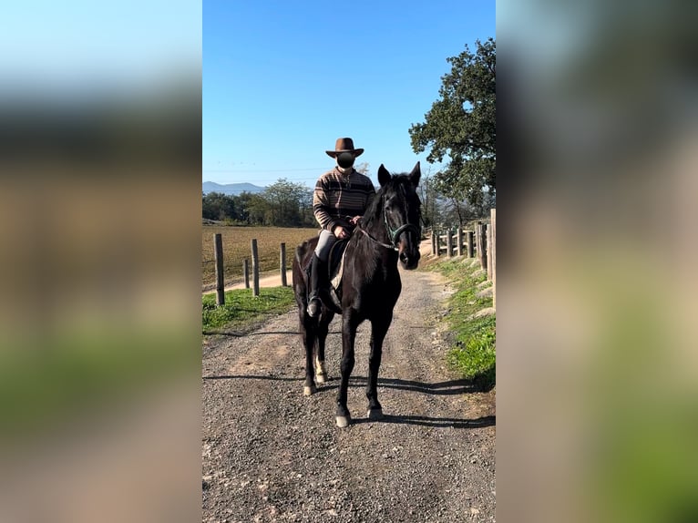 Hannoveraan Mix Merrie 26 Jaar 175 cm in Sant Julia De Vilatorta