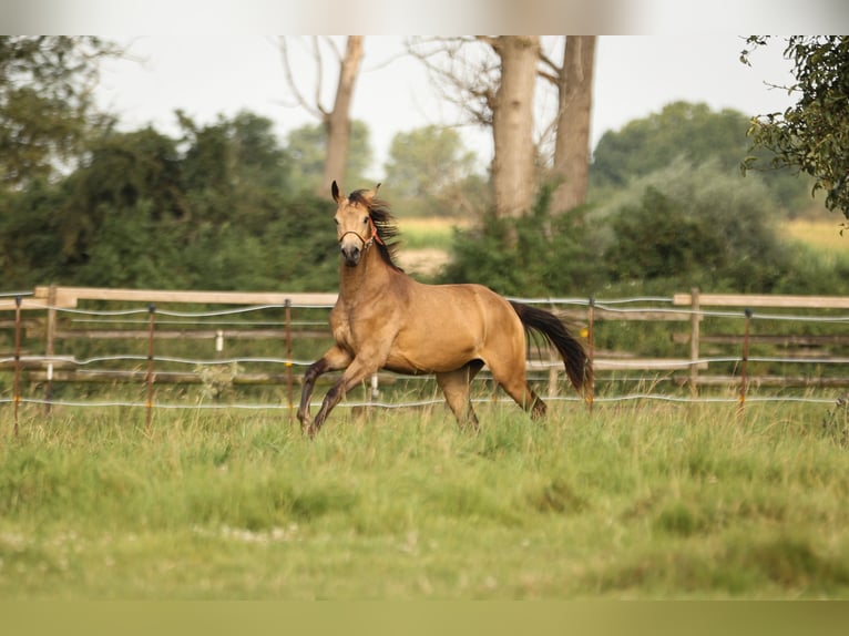 Hannoveraan Merrie 2 Jaar 147 cm Brown Falb schimmel in Moers