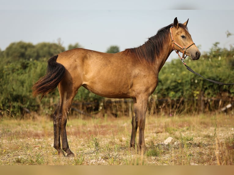 Hannoveraan Merrie 2 Jaar 147 cm Brown Falb schimmel in Moers