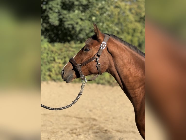 Hannoveraan Merrie 2 Jaar 147 cm Bruin in Simmerath