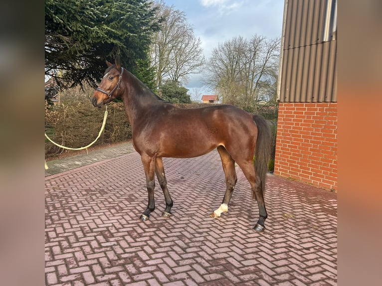 Hannoveraan Merrie 2 Jaar 153 cm Bruin in Schwarmstedt