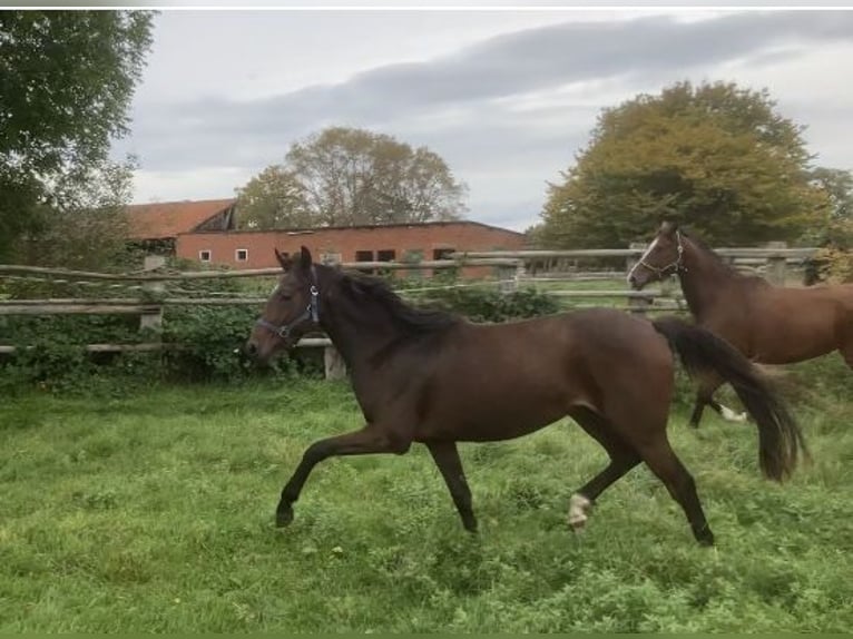 Hannoveraan Merrie 2 Jaar 153 cm Bruin in Schwarmstedt