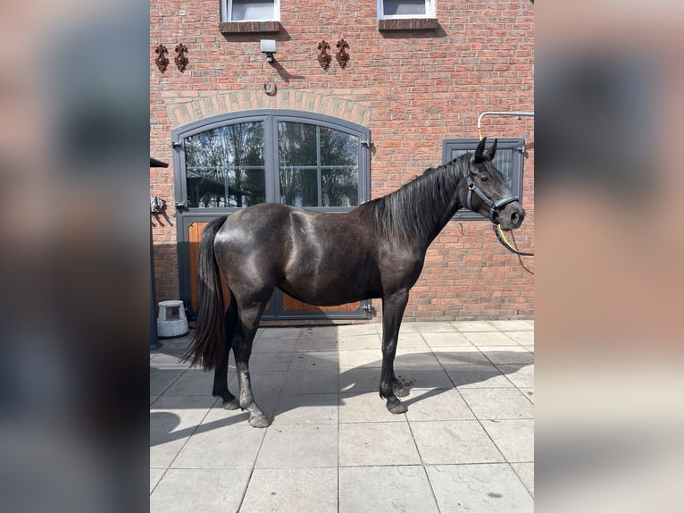 Hannoveraan Merrie 2 Jaar 155 cm Schimmel in Leer (Ostfriesland)