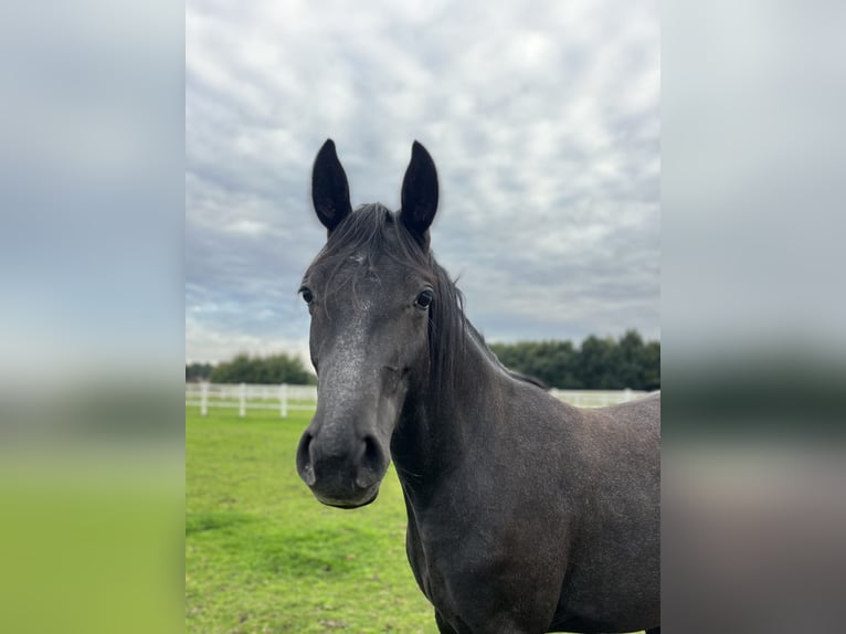 Hannoveraan Merrie 2 Jaar 157 cm Schimmel in Ostrhauderfehn