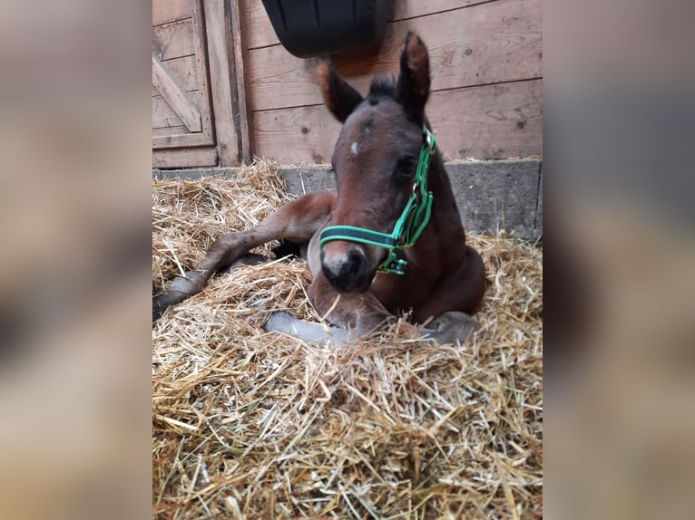 Hannoveraan Merrie 2 Jaar 158 cm Bruin in Oelsnitz