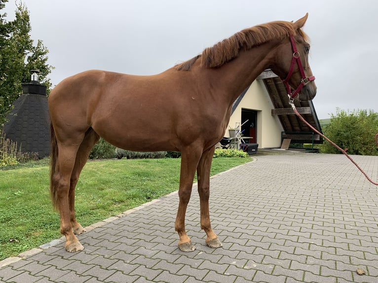 Hannoveraan Merrie 2 Jaar 158 cm Vos in Ayeneux