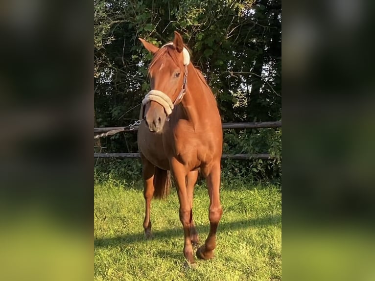 Hannoveraan Merrie 2 Jaar 159 cm Vos in Ottersberg