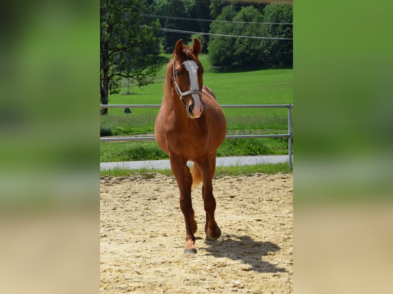 Hannoveraan Merrie 2 Jaar 160 cm Vos in Isny im Allg&#xE4;u