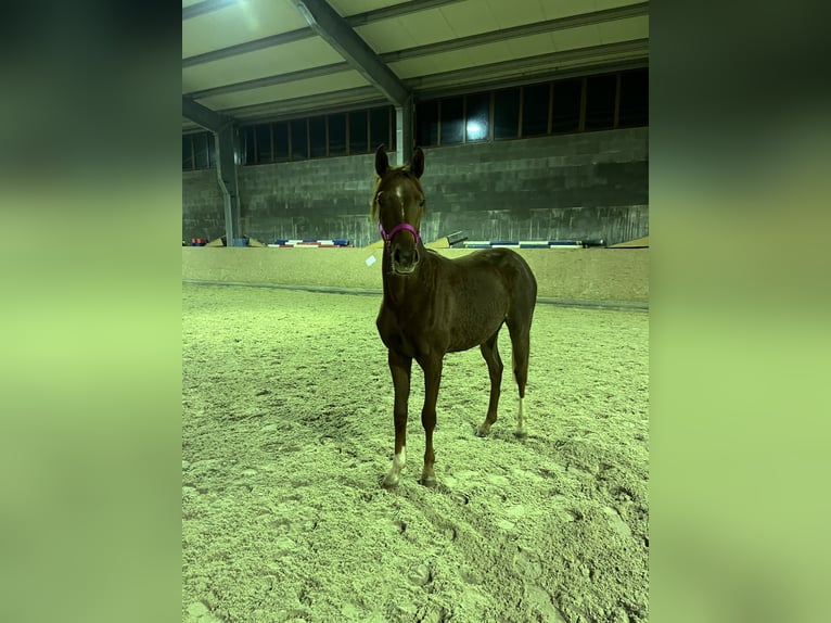Hannoveraan Merrie 2 Jaar 160 cm Vos in Emmerthal