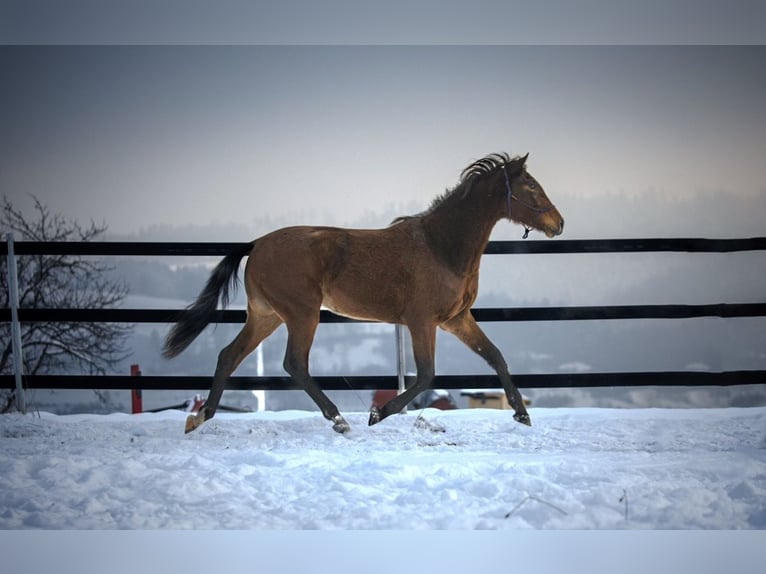 Hannoveraan Merrie 2 Jaar 161 cm Bruin in Spytkowice