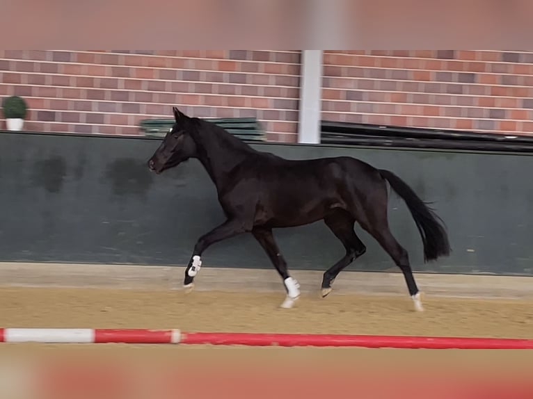 Hannoveraan Merrie 2 Jaar 161 cm Zwart in Gersten