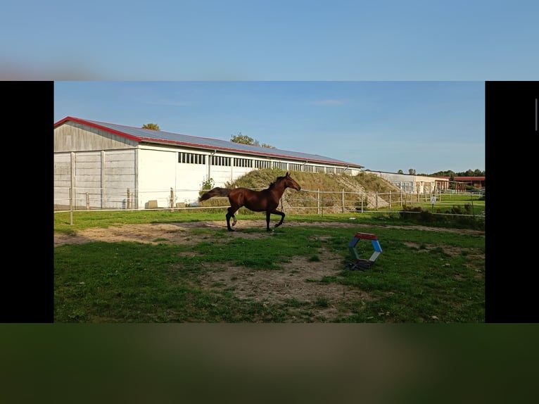 Hannoveraan Merrie 2 Jaar 162 cm Bruin in Z&#xFC;ssow